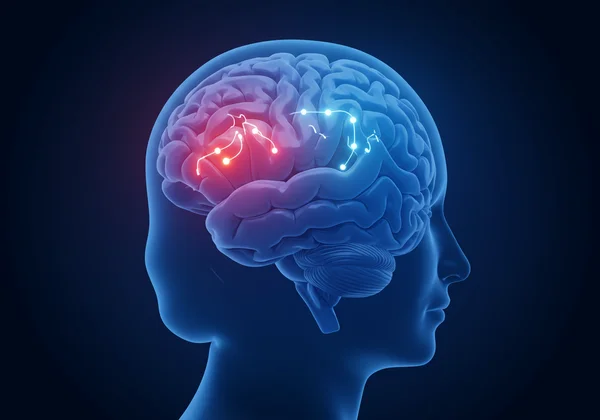 Illustration of the brain's dopamine reward system